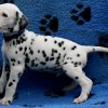 herr_blau _03